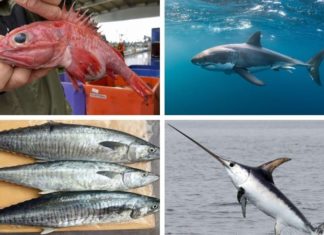 The Most Mercury-Ridden Fish Type, Heaviest Metal on the Market: Don’t be Cheap