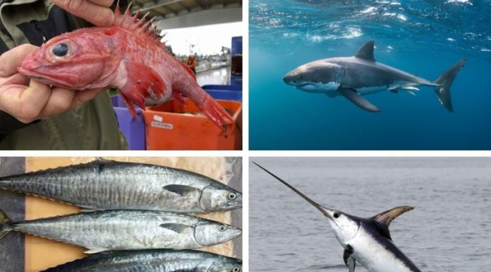 The Most Mercury-Ridden Fish Type, Heaviest Metal on the Market: Don’t be Cheap