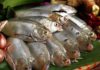 Top Calcium-rich Fish, Cheaper than Salmon, as Nutritious as Ginseng: Grab it at the Market Before it’s Gone