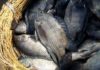Dirty fish widely sold in markets, popularly consumed by locals