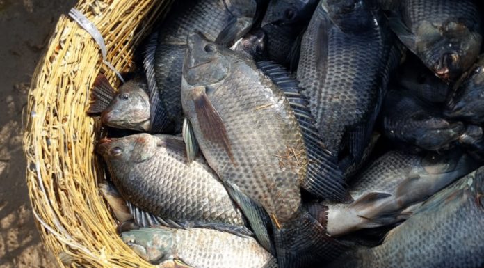 Dirty fish widely sold in markets, popularly consumed by locals
