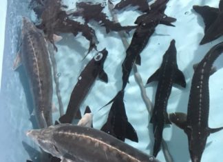 Fish without bones rich in DHA, cheaper than salmon, delicious when cooked: Must buy when seeing at the market