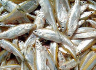 Get this small fish from the market now, it’s packed with natural omega-3 and calcium, and it’s ridiculously cheap