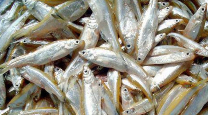 Get this small fish from the market now, it’s packed with natural omega-3 and calcium, and it’s ridiculously cheap