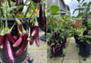 How to grow eggplant in a pot for abundant and long-lasting fruiting