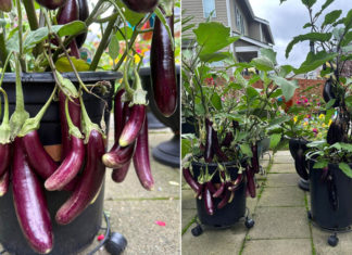 How to grow eggplant in a pot for abundant and long-lasting fruiting