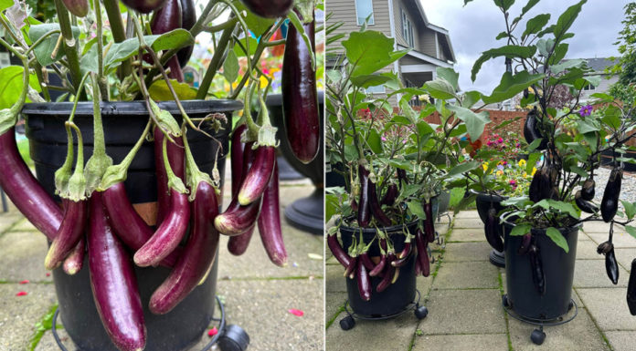 How to grow eggplant in a pot for abundant and long-lasting fruiting