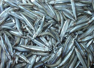 3 Natural Fish Species That Cannot Be Artificially Farmed, Buy Them When You See Them at the Market