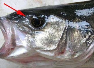 Eating Fish is Good for Your Health, but These 3 Types of Fish Pose a Threat to Your Liver and Kidneys