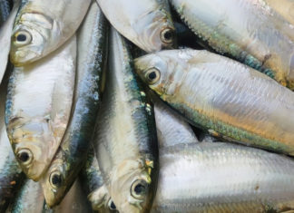 Fish Lovers Alert: Get Your Hands on This Amazing Deal – Extra Nutritious Fish with Wild Bird Nest and Affordable Ginseng!