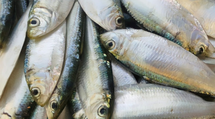 Fish Lovers Alert: Get Your Hands on This Amazing Deal – Extra Nutritious Fish with Wild Bird Nest and Affordable Ginseng!