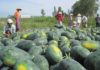 9 Ways to Choose Sweet and Delicious Watermelons That Not Everyone Knows