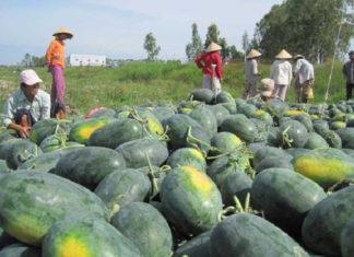 9 Ways to Choose Sweet and Juicy Watermelon That Not Everyone Knows