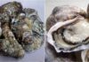 How to choose fresh and meaty oysters