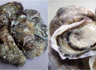 How to choose fresh and meaty oysters
