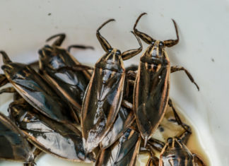 Expensive Delicacy: Hidden Gems from the Muddy Swamp, Valued up to 5 Million Dong/kg and Still in High Demand