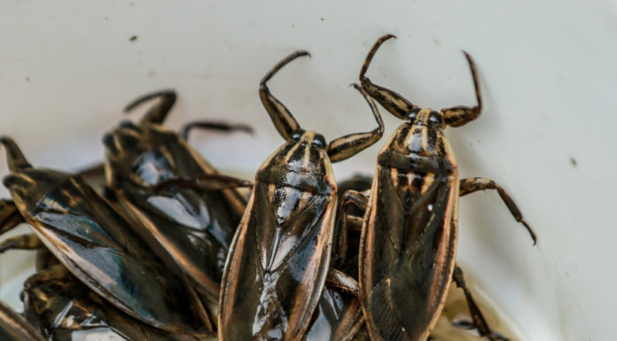 Expensive Delicacy: Hidden Gems from the Muddy Swamp, Valued up to 5 Million Dong/kg and Still in High Demand