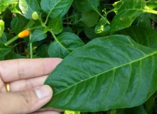 Leaves with twice the amount of calcium as milk, beneficial for digestion and reducing inflammation but often overlooked.