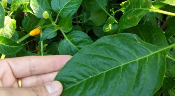 Leaves with twice the amount of calcium as milk, beneficial for digestion and reducing inflammation but often overlooked.