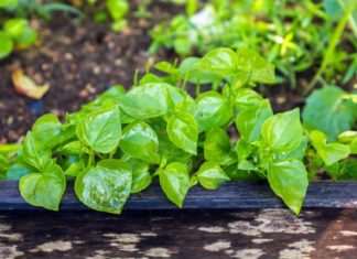 Wild-growing plant on walls with iron content comparable to beef, priced at nearly 200,000 VND/kg