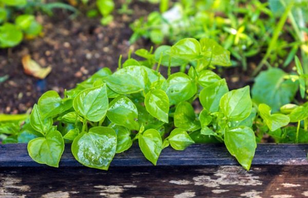 Wild-growing plant on walls with iron content comparable to beef, priced at nearly 200,000 VND/kg