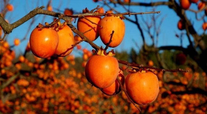 How to make tender, juicy, and succulent grilled pink salmon with a golden glaze