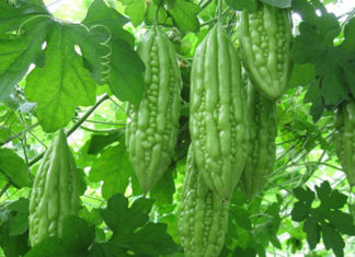 Bitter vegetable disliked by many but excellent for cooling and detoxifying