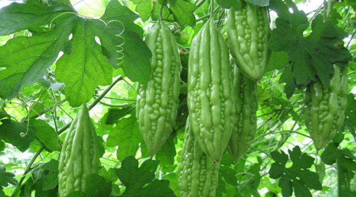 Bitter vegetable disliked by many but excellent for cooling and detoxifying