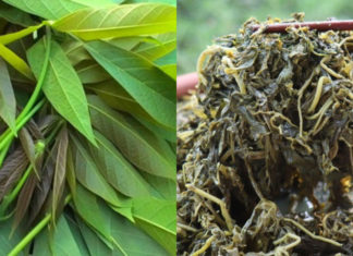 Bitter Leaves Turned into Delicacy: Creating Delicious Dishes with Pickled Salt