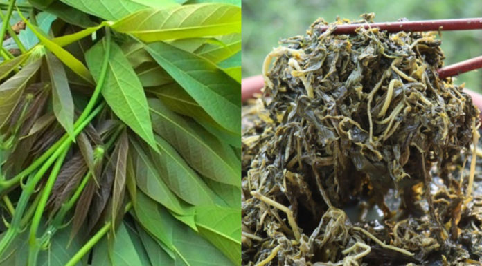 Bitter Leaves Turned into Delicacy: Creating Delicious Dishes with Pickled Salt