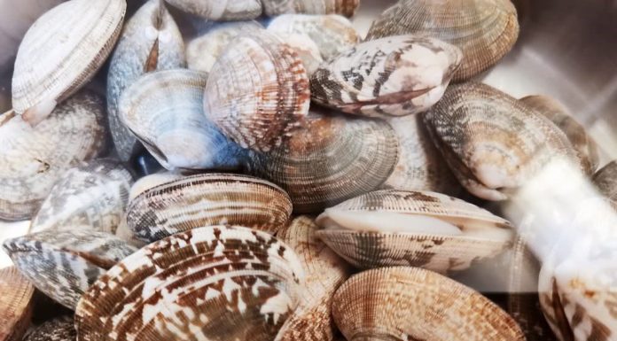 The Ultimate Guide to Clam Cleaning: A Spotless, Sand-Free Soak