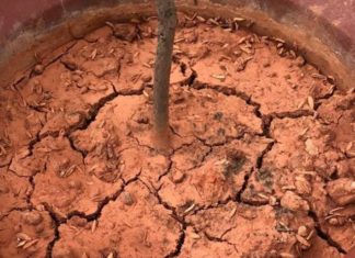 Solid, Cracked Plant Soil – Water with Yellow Liquid Once a Week, Loamy like Bread