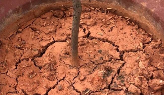 Solid, Cracked Plant Soil – Water with Yellow Liquid Once a Week, Loamy like Bread
