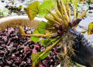 Ugly-looking root vegetable discovered in mud, boasts surprising health benefits, popular in rural markets
