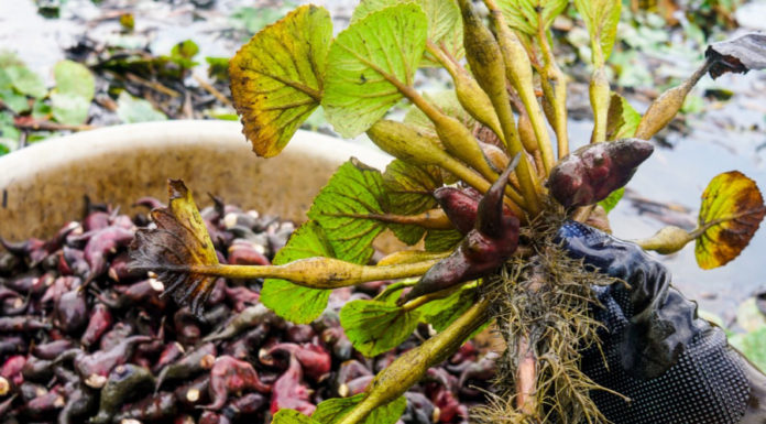 Ugly-looking root vegetable discovered in mud, boasts surprising health benefits, popular in rural markets