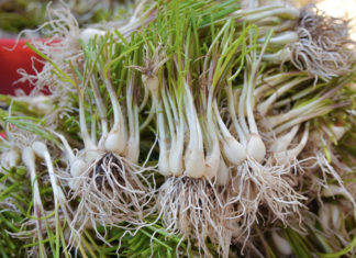 Whitish root vegetable aids digestion: Savory and sweet salted consumption makes meals appetizing