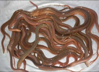 Shiny-skinned creature, feared by many but a nutritious delicacy