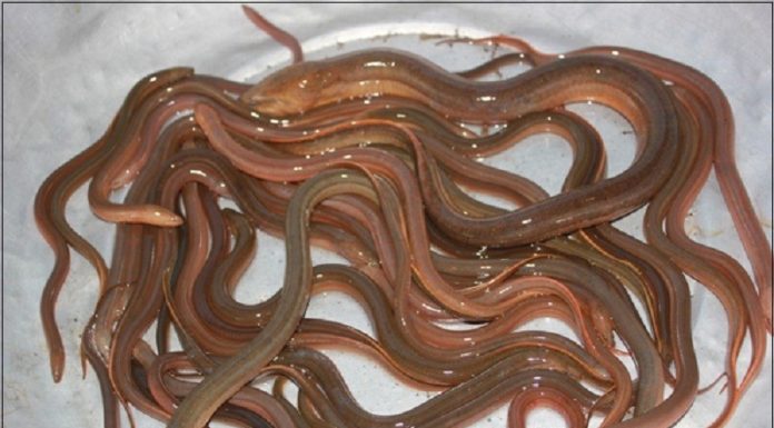 Shiny-skinned creature, feared by many but a nutritious delicacy