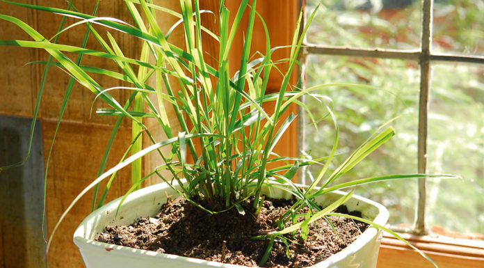 Tips for growing 5 typical Vietnamese herb plants in your meals