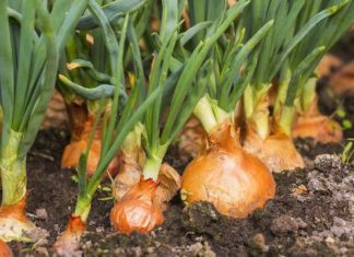 Growing onions at home is easier than you think, learn this method and be able to cook for weeks without running out.