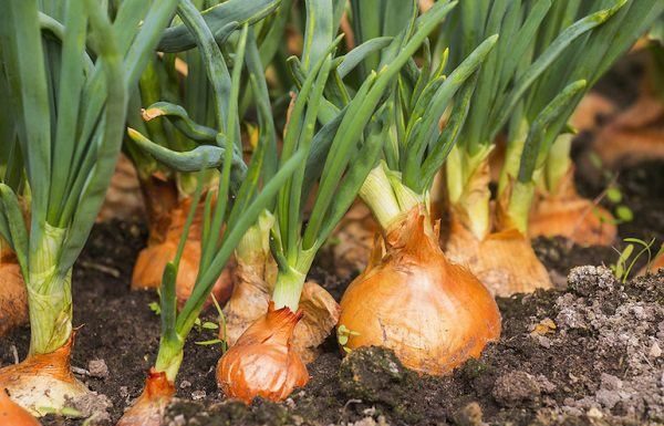 Growing onions at home is easier than you think, learn this method and be able to cook for weeks without running out.