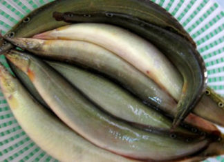 There is a fish considered as the aquatic ginseng: as nutritious as a shark, go buying bird’s nest should not hesitate to spend money buying