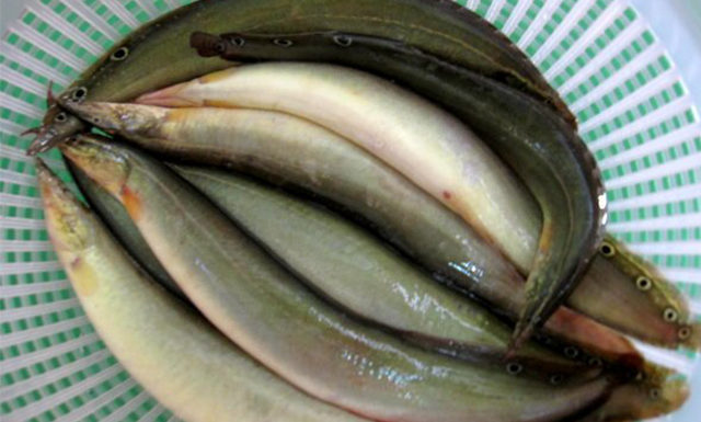 There is a fish considered as the aquatic ginseng: as nutritious as a shark, go buying bird’s nest should not hesitate to spend money buying