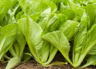 Vegetable with 7 times more calcium than bone broth, removes blood fats: Price only 3,000 VND/kg