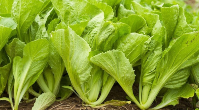 Vegetable with 7 times more calcium than bone broth, removes blood fats: Price only 3,000 VND/kg