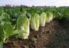 Green or white cabbage, which one is better? Vegetable growers reveal surprising truth that leaves many in shock