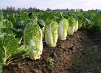 Green or white cabbage, which one is better? Vegetable growers reveal surprising truth that leaves many in shock