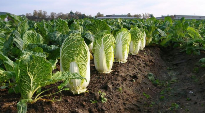 Green or white cabbage, which one is better? Vegetable growers reveal surprising truth that leaves many in shock
