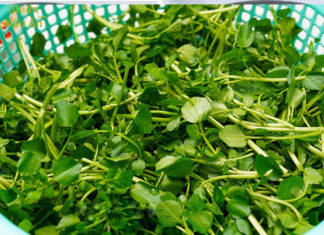 The Best Cruciferous Vegetable Variety in the World: Vietnam Sells Abundantly at the Market, Cheap Price for Delicious Cooking