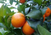 Why should you include leaves when buying oranges and mandarins, especially during the Lunar New Year?